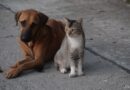 Piauí implanta protocolo com drones e inteligência artificial para investigar maus-tratos a animais