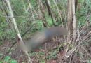 Homens suspeitos de homicídio são presos após corpo ser encontrado em mata no Piauí