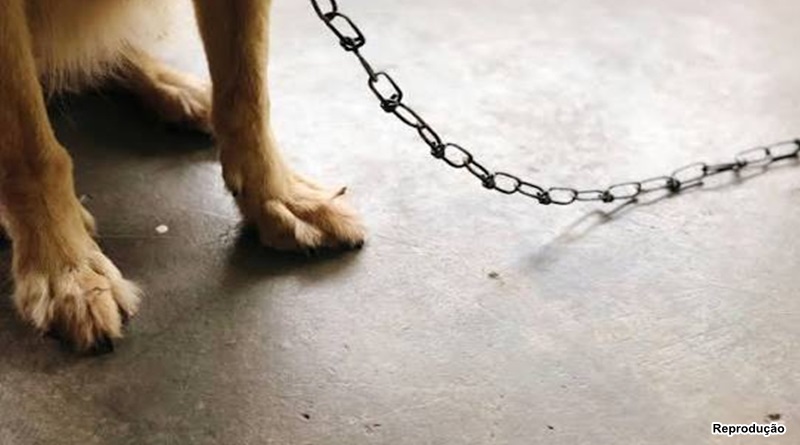Projeto de lei proíbe acorrentamento permanente de cães e gatos no Piauí